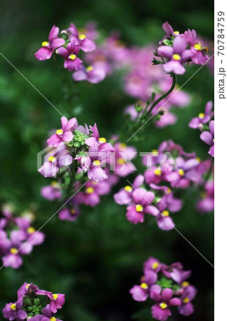 ネメシア　薄紅紫色の花 70784759