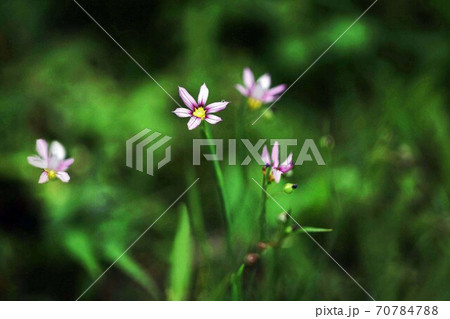 野草　ニワゼキショウの花 70784788