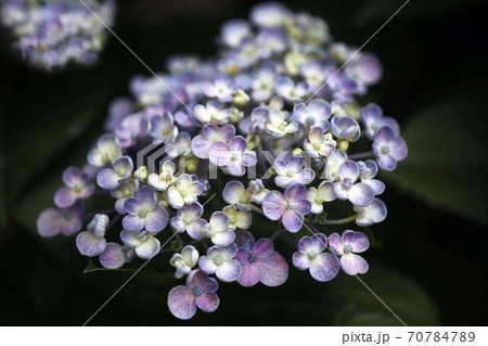 花びらの外側が丸いアジサイ ポップコーンの花の写真素材