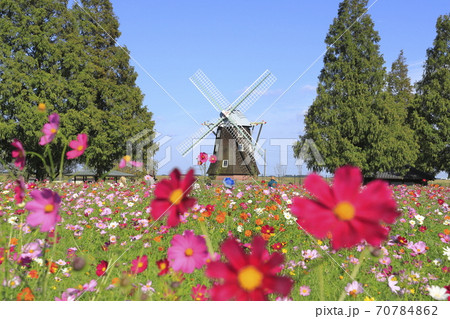 あけぼの山公園　風車とコスモス　　　 70784862