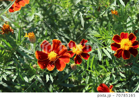 秋の花壇に咲くマリーゴールドの赤褐色の花の写真素材