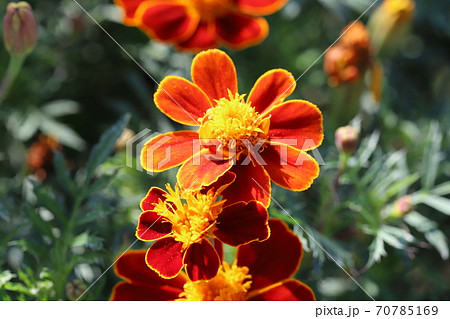 秋の花壇に咲くマリーゴールドの赤褐色の花の写真素材
