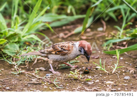 スズメ スズメ 70785491