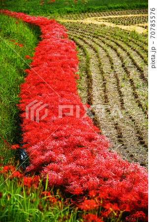 彼岸花 曼殊沙華 花 赤い ヒガンバナ 彼岸花 曼殊沙華 花 赤い ヒガンバナ 70785576