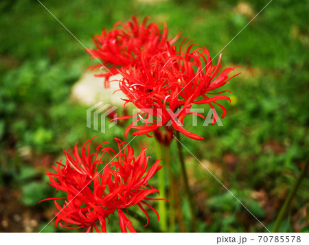 彼岸花 曼殊沙華 花 赤い ヒガンバナ 彼岸花 曼殊沙華 花 赤い ヒガンバナ 70785578