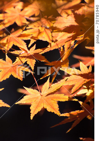 多聞院(埼玉県)の紅葉 多聞院(埼玉県)の紅葉 70785940