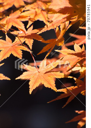 多聞院(埼玉県)の紅葉 多聞院(埼玉県)の紅葉 70785941