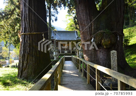 栢野大杉 栢野大杉 70785993