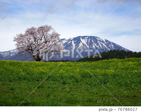 満開の小岩井一本 70786027