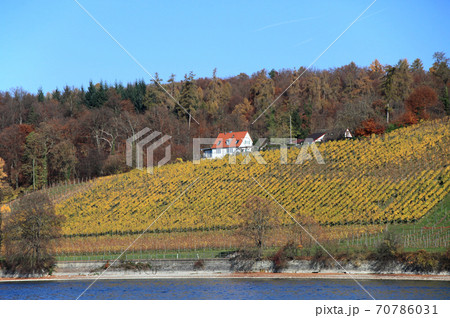 vineyard of Meersburg at Lake Constance during autumn, Germany vineyard of Meersburg at Lake Constance during autumn, Germany 70786031