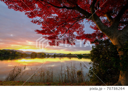 水上池の紅葉と夜明け（奈良県奈良市） 70786264