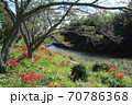 川岸に咲く曼珠沙華 70786368