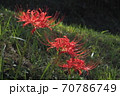 彼岸花 70786749