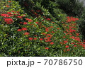 彼岸花 70786750