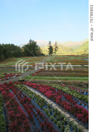 御嶽山～御岳ロープウェイ山麓駅舎前の花畑～ 70786802