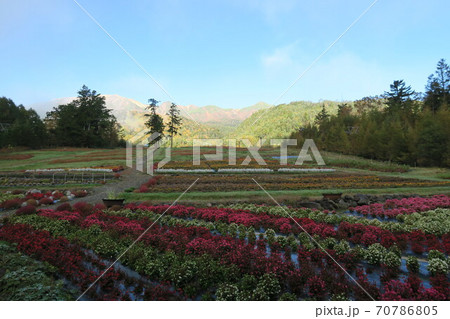 御嶽山~御岳ロープウェイ山麓駅舎前の花畑~ 御嶽山~御岳ロープウェイ山麓駅舎前の花畑~ 70786805