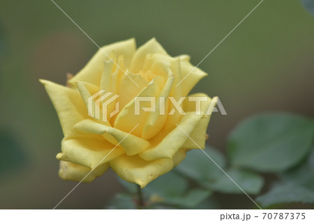 黄色い大輪系の薔薇の花 70787375