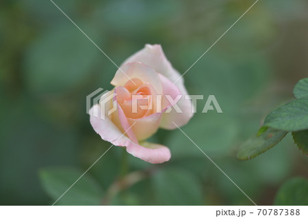 エレガントレディ（旧名ダイアナプリンセスオフウェールズ）という名の四季大輪系の薔薇の蕾 70787388