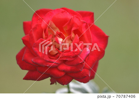 希望(きぼう)という名の四季大輪系のバラの花 希望(きぼう)という名の四季大輪系のバラの花 70787406