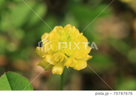 クスダマツメクサの花(黄色のクローバー) クスダマツメクサの花(黄色のクローバー) 70787676