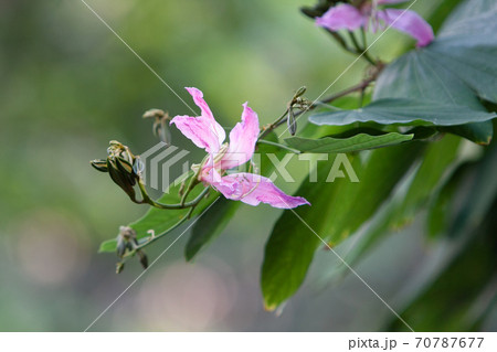 Hong Kong Orchid , with nature back ground Hong Kong Orchid , with nature back ground 70787677