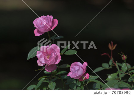 ブルーリバーという名のドイツで作られた薔薇の花の写真素材