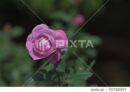 ブルーリバーという名のドイツで作られた薔薇の花の写真素材