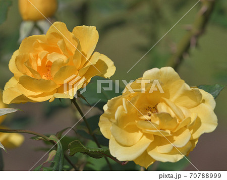 ヘンリーフォンダという名のアメリカで作られた薔薇の花 ヘンリーフォンダという名のアメリカで作られた薔薇の花 70788999