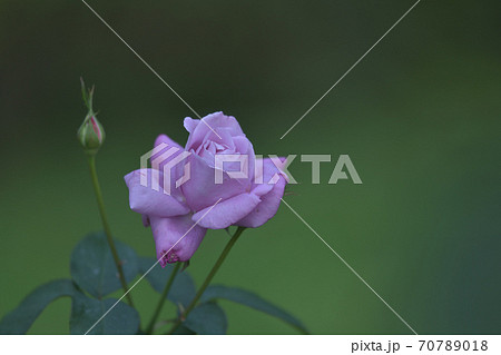 シャルルドゴールという名の四季咲大輪系の紫のバラの花の写真素材