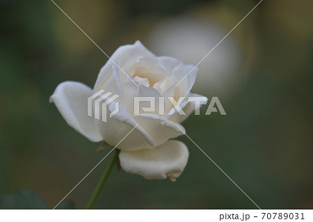 ホワイトクリスマスという名の四季咲大輪系の白いバラの花 70789031