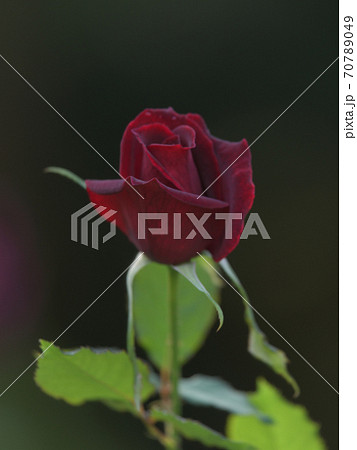 パパメイアンという名のフランスで作られた真紅の薔薇の花 70789049