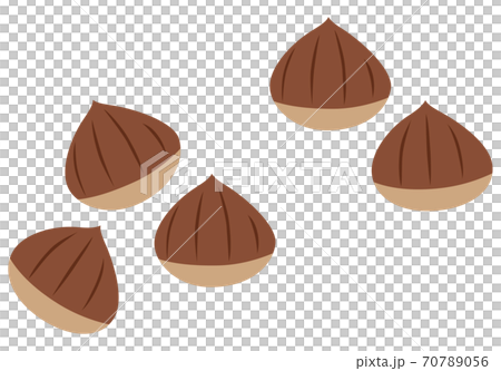 Chestnut vector illustration 70789056