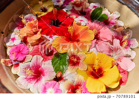 トロピカルフラワーの浮かせ花の写真素材