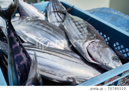 漁港に水揚げされた新鮮なカツオの写真素材
