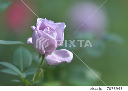 ブルームーンという名のドイツで作られた品種の紫色のバラの花の写真素材