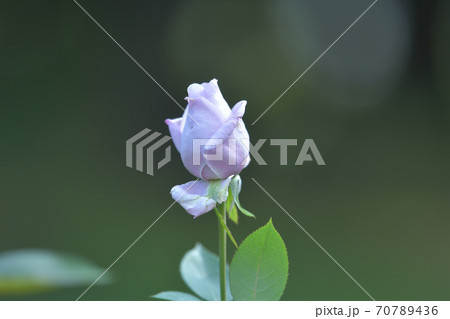 ブルームーンという名のドイツで作られた品種の紫色のバラの花の写真素材