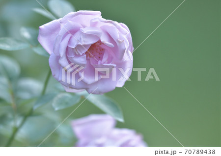 ブルームーンという名のドイツで作られた品種の紫色のバラの花の写真素材