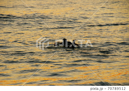 夕暮れのサーファー 夕暮れのサーファー 70789512