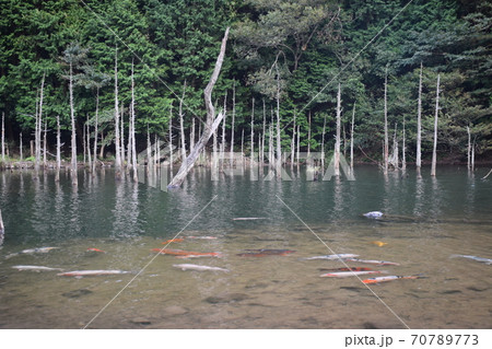 一の俣桜公園 70789773