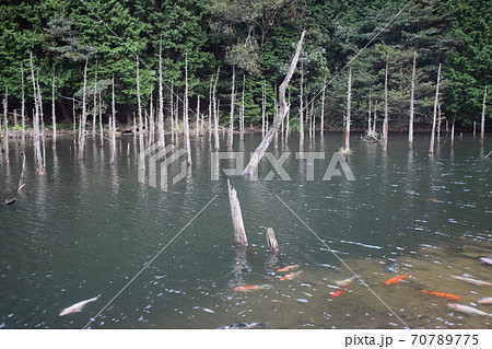 一の俣桜公園 70789775