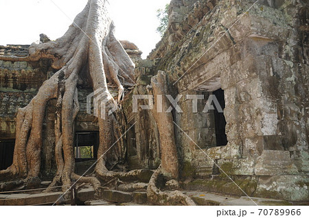 カンボジア、アンコール遺跡、タ・プローム、建物に絡みつくリエップ（榕樹） 70789966