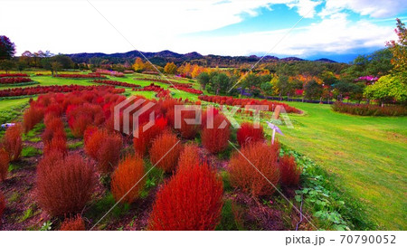 真っ赤に染まったコキア 70790052