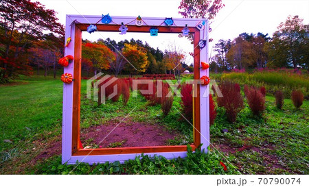 真っ赤に染まったコキア 真っ赤に染まったコキア 70790074