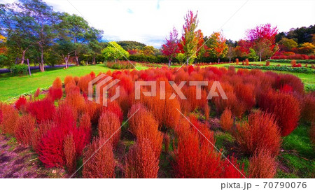 真っ赤に染まったコキア 70790076