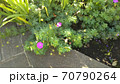 公園の足元に咲いていた花 70790264
