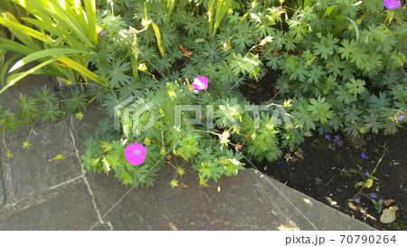 公園の足元に咲いていた花 70790264