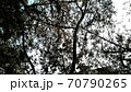 葉桜を見上げる 70790265