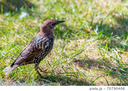 Beautiful brown starling sitting on the green grass Beautiful brown starling sitting on the green grass 70790406