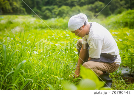 草むしり 草取りの写真素材 - PIXTA