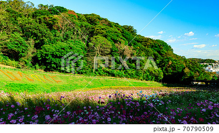 湘南三浦半島の花の名所神奈川県横須賀市久里浜花の国の秋(コスモス・秋桜) 湘南三浦半島の花の名所神奈川県横須賀市久里浜花の国の秋(コスモス・秋桜) 70790509